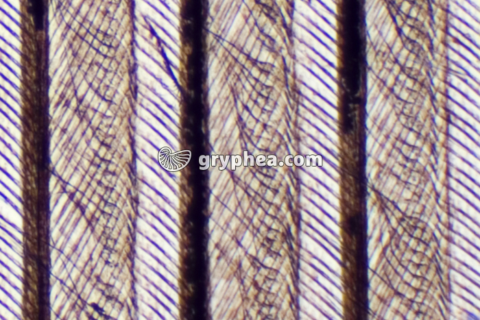 Plume (barbules) x25 - gryphea.com